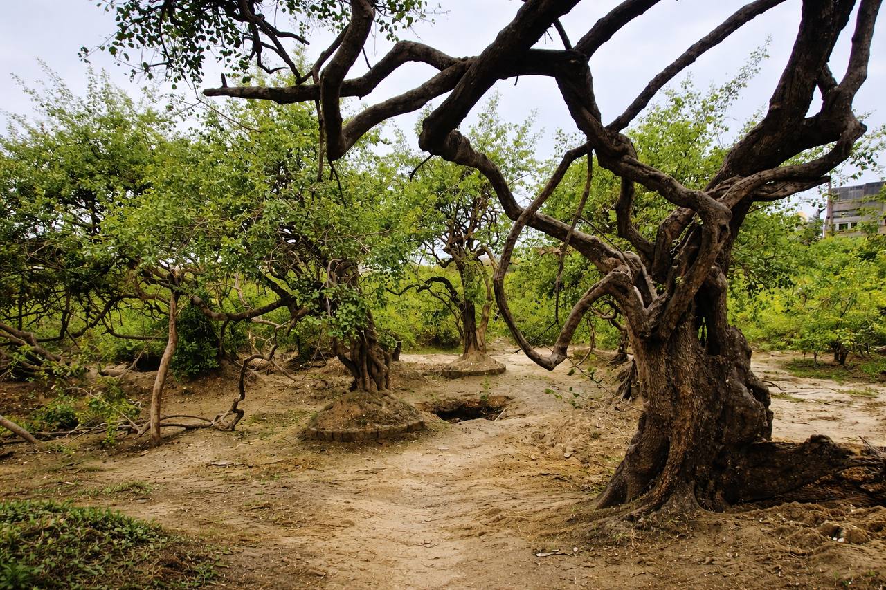 Mystical Groves